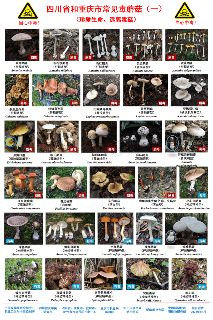 转载：最新版川渝野生毒蘑菇图鉴-禹步网